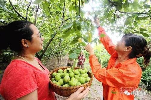辉县吃瓜相关视频,揭秘当地特色美食背后的故事