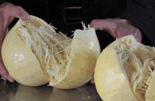 哪些瓜还可以切丝吃呢视频,这些瓜类也能切丝享用的创意料理