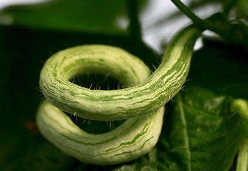 印度奶奶吃蛇瓜视频大全,视频大全揭秘神秘美食文化