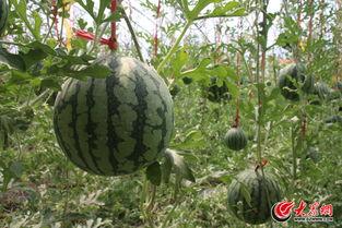 济阳吃瓜事件真相视频,揭秘真相背后的惊人内幕