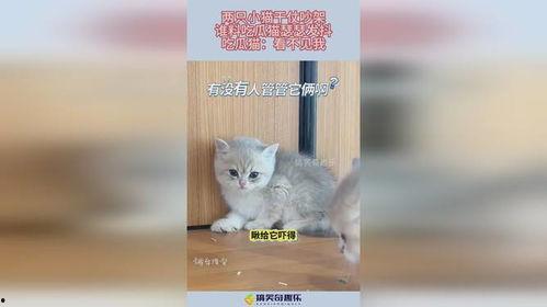 看着猫吵架吃瓜的视频,一场吃瓜群众的欢乐盛宴