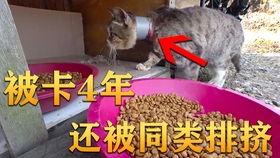 纯粹吃瓜的视频,带你领略轻松娱乐的魅力