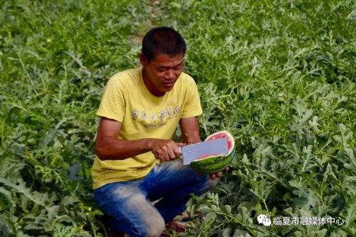 临夏最新吃瓜事件视频