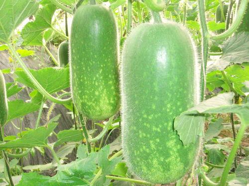 十月三十吃瓜日视频,网络狂欢背后的故事