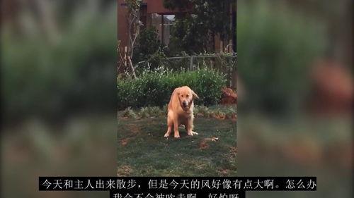 吃瓜吧的搞笑视频合集,让你笑到肚子疼