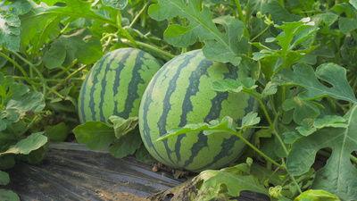 洛城天台吃瓜视频,揭秘网红直播背后的故事