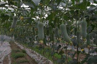 吃六月瓜视频大全,六月瓜视频大全带你领略清凉美味