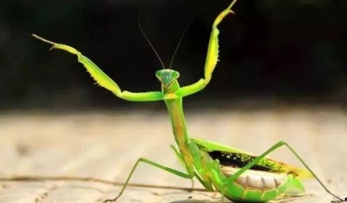 螳螂会吃秋瓜吗视频大全,揭秘捕食者与猎物间的生存较量