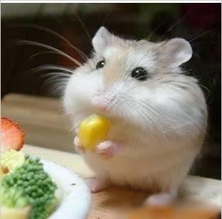 仓鼠布丁吃哈密瓜视频