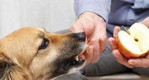 乳瓜狗狗可以吃吗视频,宠物营养新选择