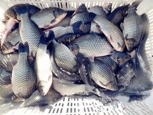 六大瓜吃鲫鱼视频播放下载,鲫鱼视频播放下载攻略大放送