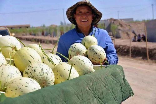 瓜州县发生的吃瓜事件视频,一场引发热议的网络狂欢