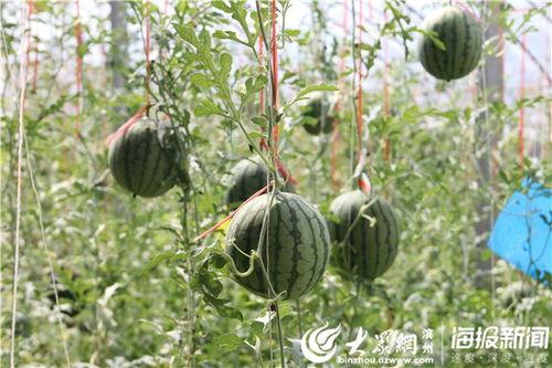 吃瓜采摘视频,跟随采摘视频感受田园风光与丰收喜悦