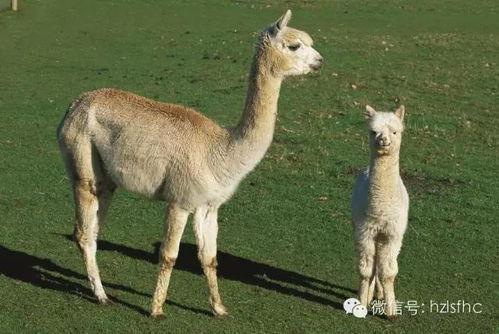 羊驼吃瓜的视频,萌态十足引网友爆笑