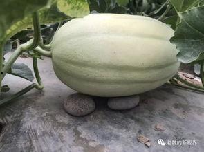 吃瓜的视频哪里找