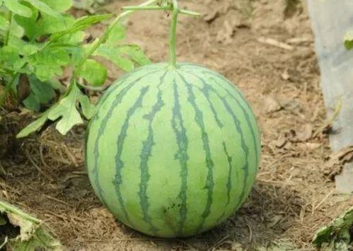 九鼎瓜怎么吃最好吃呢视频,视频教你如何吃出最佳口感