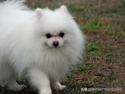 博美可以吃白玉瓜吗视频,博美犬适宜食用白玉瓜的揭秘