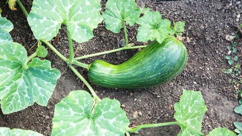 瓠瓜怎么样吃最好吃视频